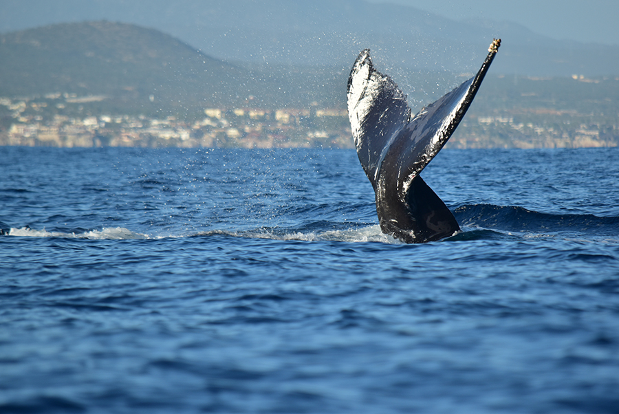Coleteo de Ballena Jorobada
