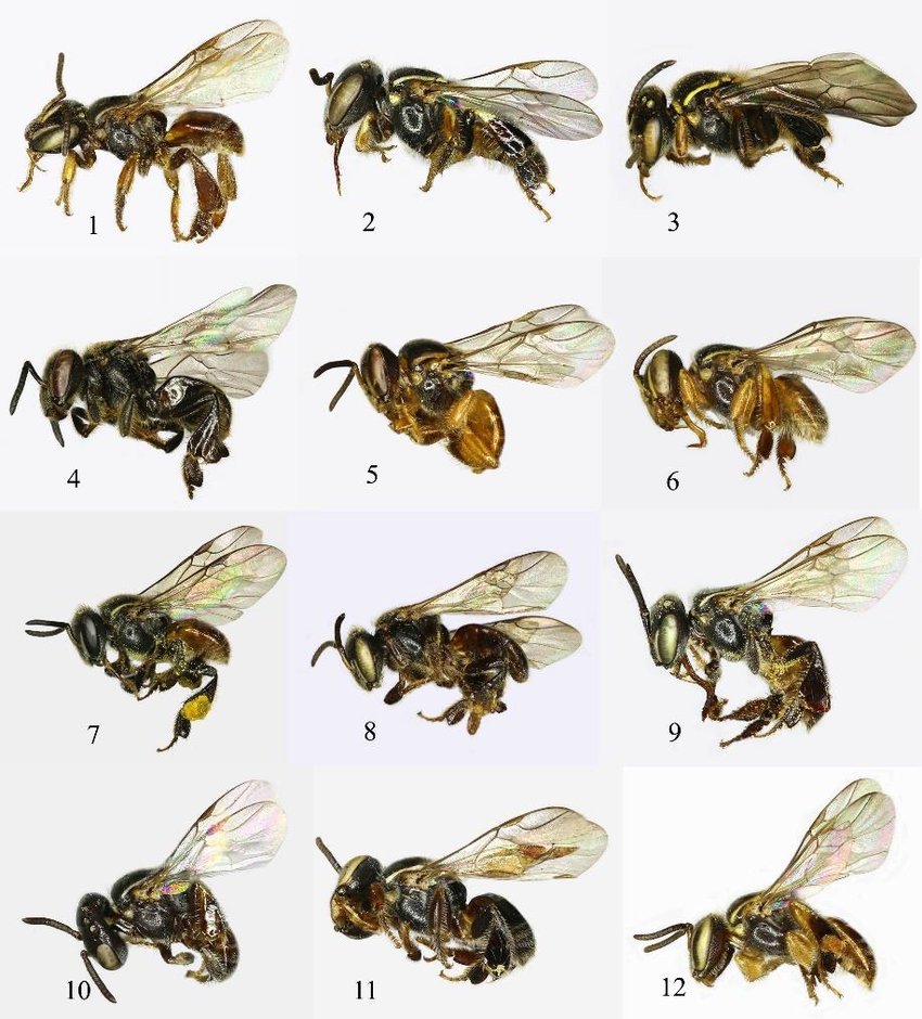 Abejas melíferas