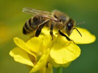 Abejas melíferas: mucho más que polinizadoras