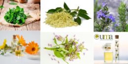 Herbolaria mexicana: su importancia y el uso de las plantas