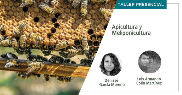 meliponicultura