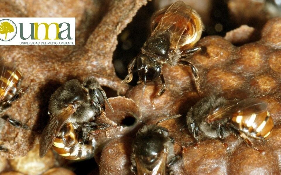 Cooperación entre abejas