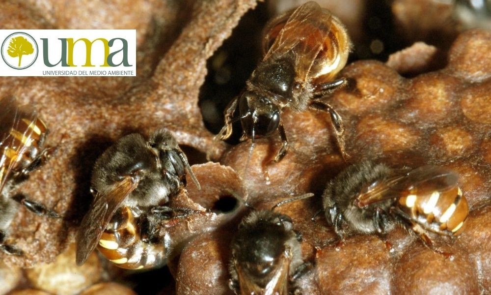 Cooperación entre abejas