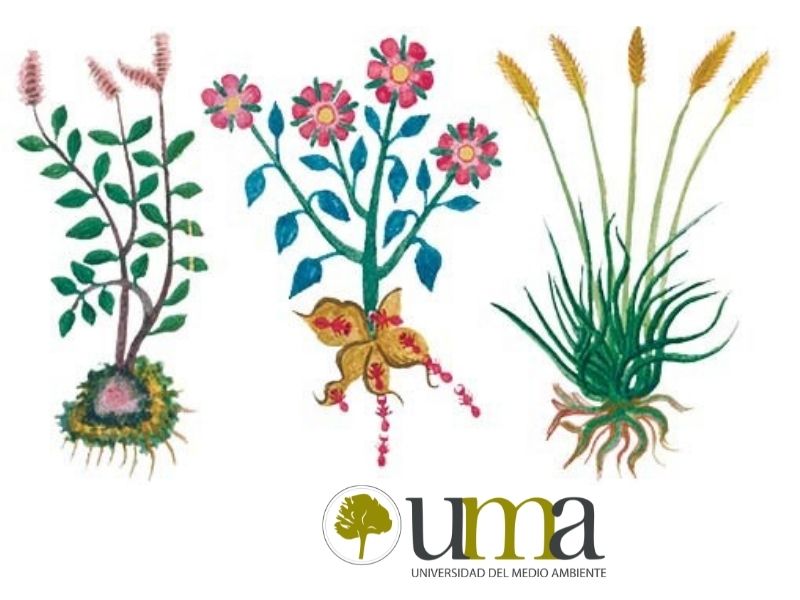 plantas medicinales