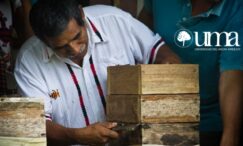 El género en la producción de apis y meliponas