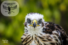 “Que onda rapaz” y su importante papel en el rescate de las aves rapaces