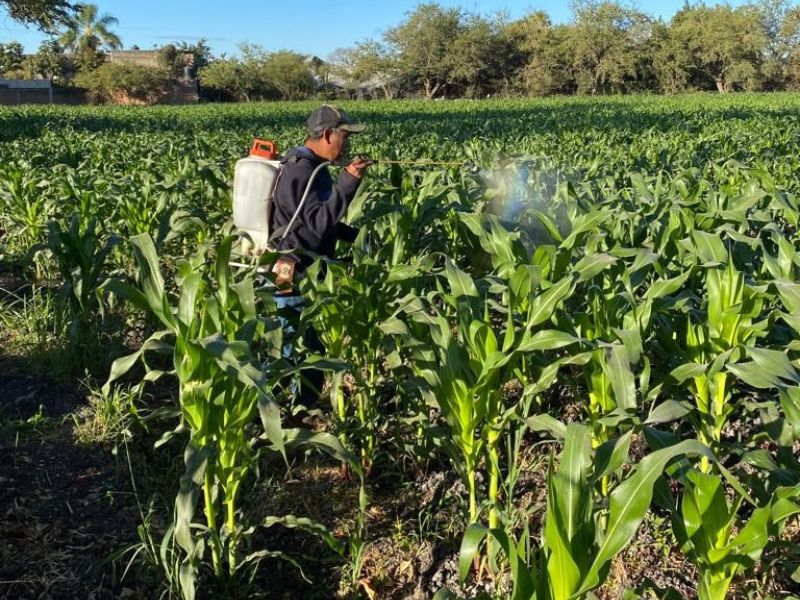 agroquímicos en el arroz