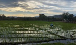 Retos de la Agricultura en Morelos