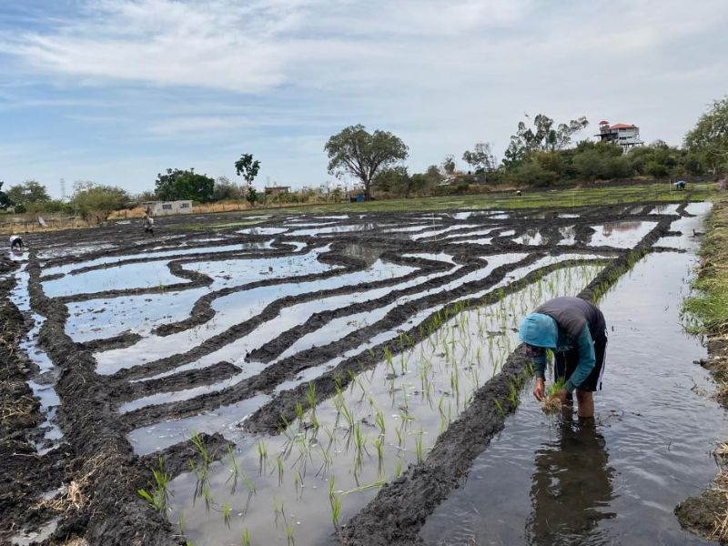 Transplante cultivos en morelos