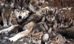 Los zoológicos en la conservación de la vida silvestre