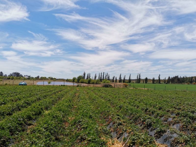 Control de plagas en cultivos cultivo de fresas en comuna