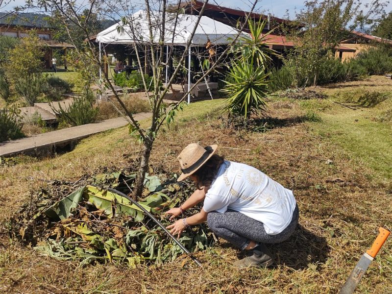 Mantenimiento a los árboles frutales