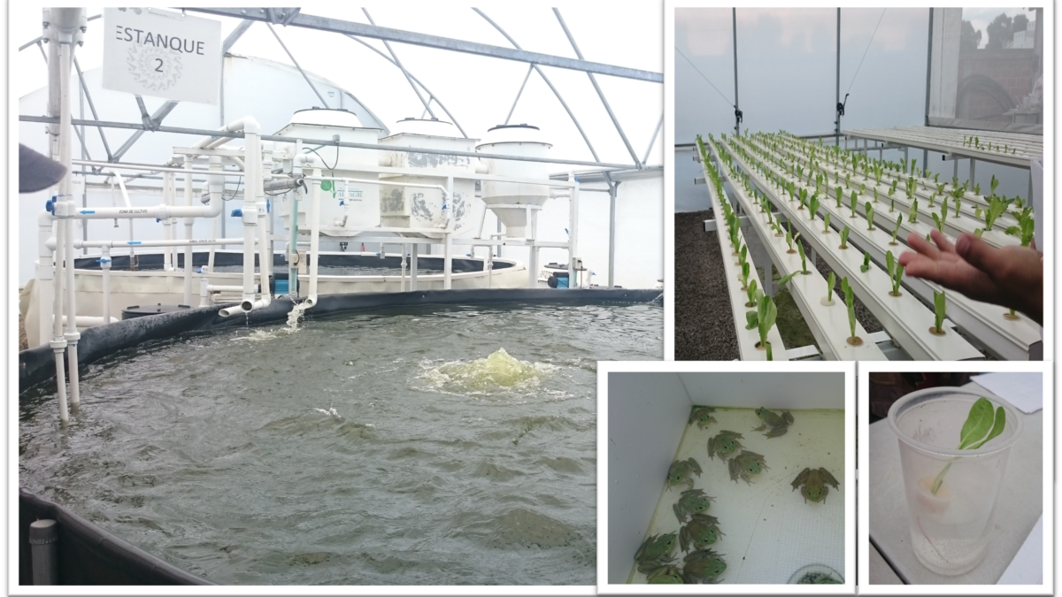 Planta productiva piloto de especies de tilapia y ranas toro en la localidad de Atarasquillo en el municipio de Lerma de Villada, Edo., de Méx, 2018; © AJMC, 2018; con permiso para su uso y reproducción.