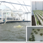 Planta productiva piloto de especies de tilapia y ranas toro en la localidad de Atarasquillo en el municipio de Lerma de Villada, Edo., de Méx, 2018; © AJMC, 2018; con permiso para su uso y reproducción.