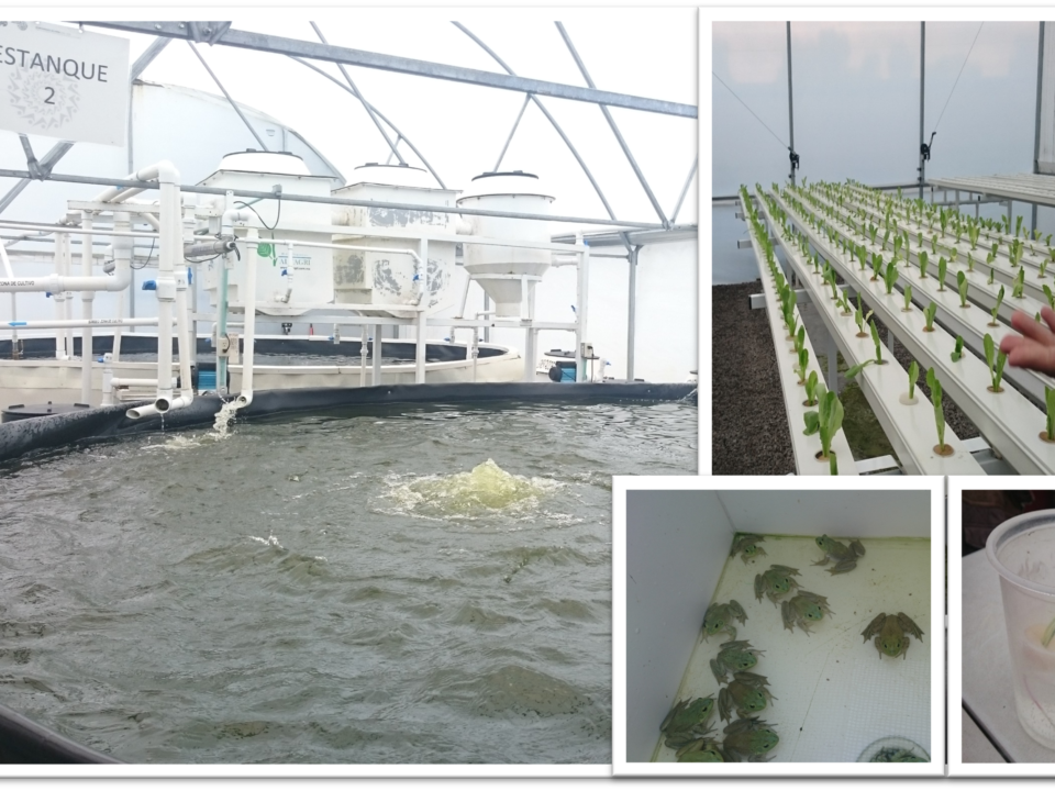 Planta productiva piloto de especies de tilapia y ranas toro en la localidad de Atarasquillo en el municipio de Lerma de Villada, Edo., de Méx, 2018; © AJMC, 2018; con permiso para su uso y reproducción.