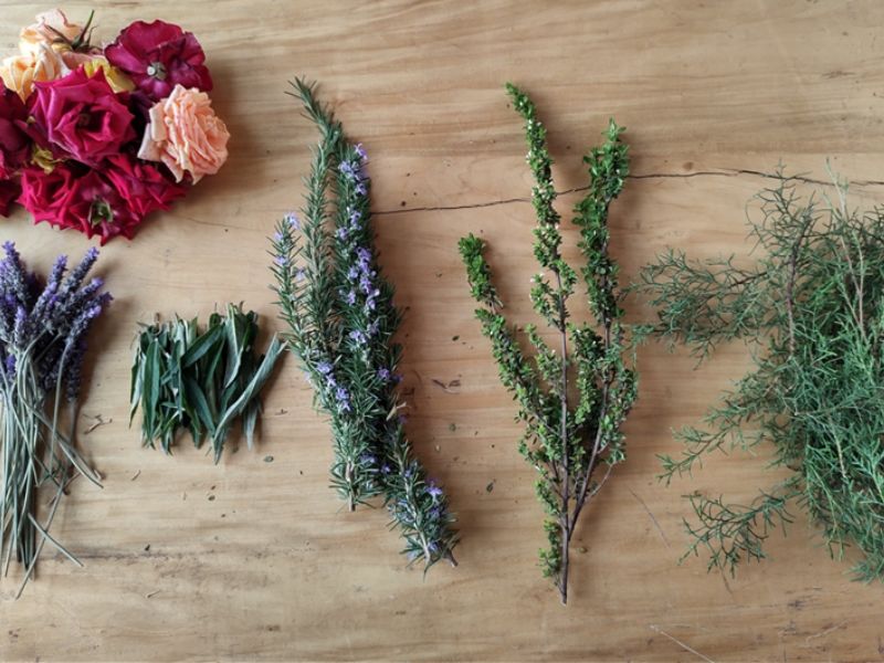Plantas recolectadas.