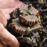 Colmena de abejas.