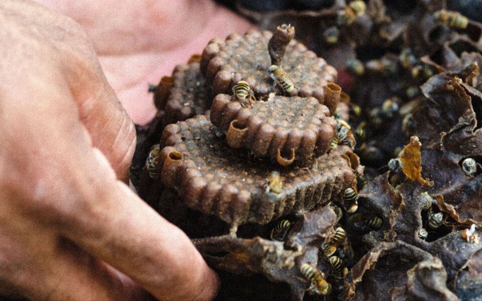 Colmena de abejas.