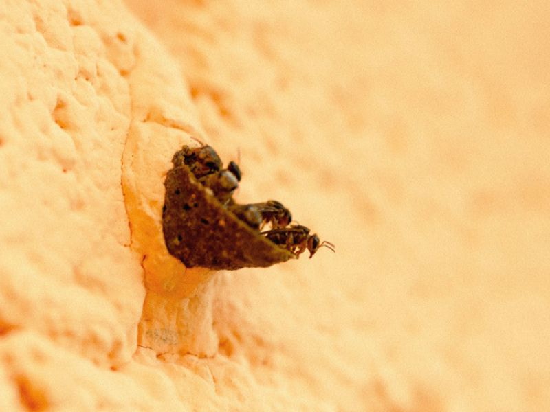 Colmenas de abejas nativas.