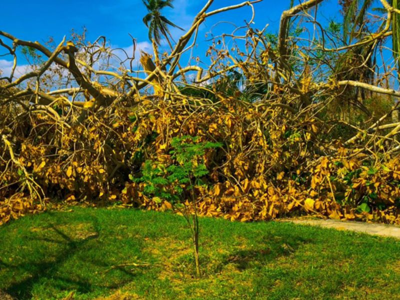 Árbol vivo