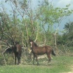 Animales desorientados