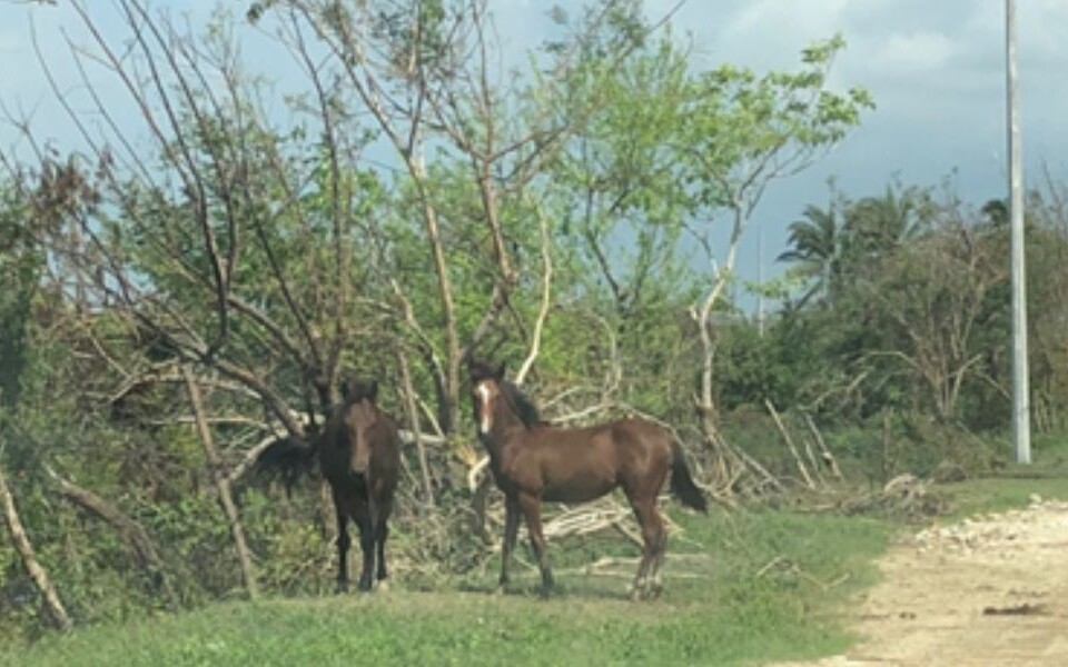 Animales desorientados