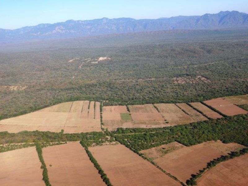 Agricultura en monocultivo