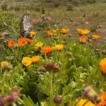 Hierbas y flores silvestres