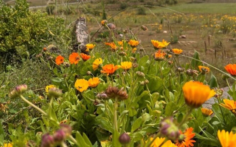 Hierbas y flores silvestres