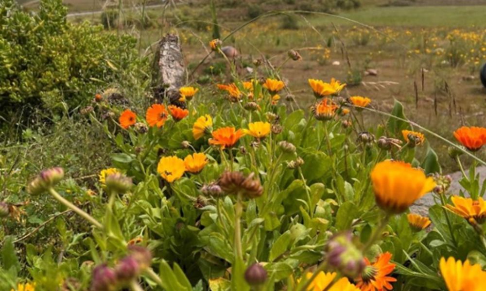 Hierbas y flores silvestres