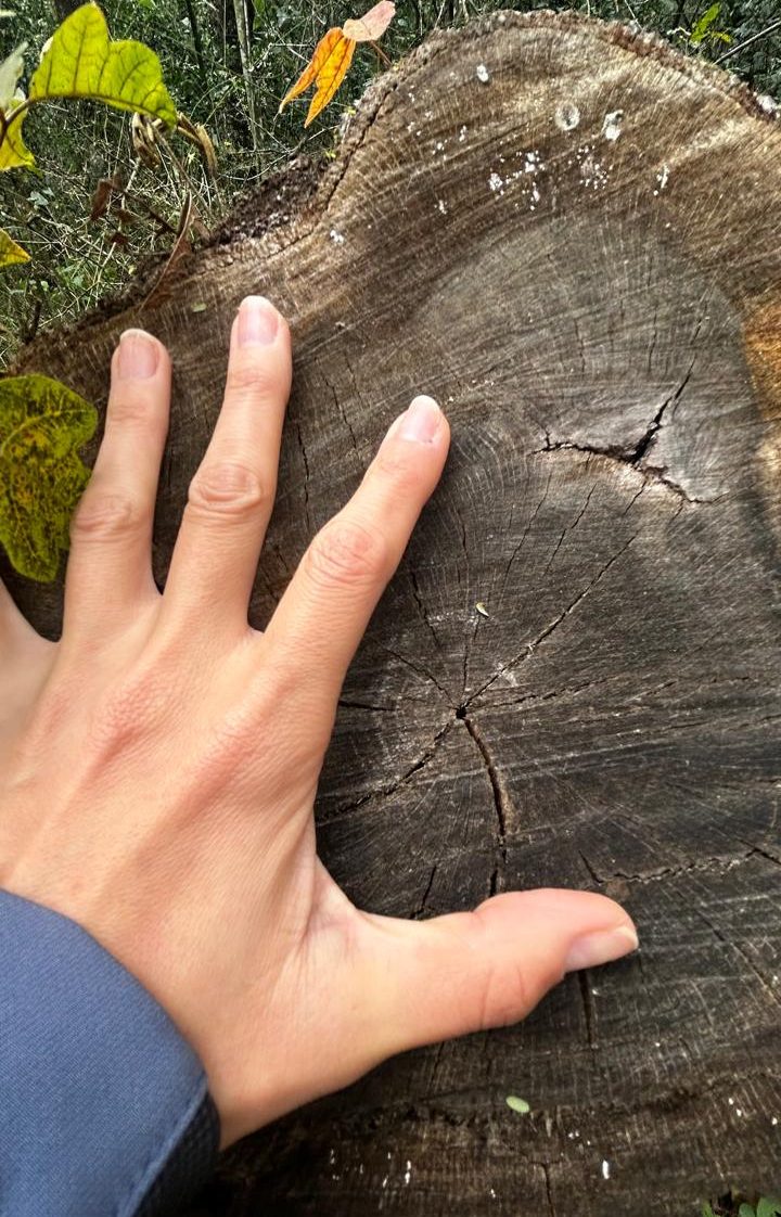 Conexión con la naturaleza, pensamiento sistémico, educación para la sostenibilidad, conexión, reflexión, proyectos de investigación acción y participativa